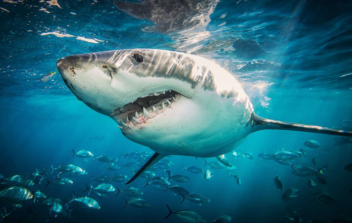 Shark Week