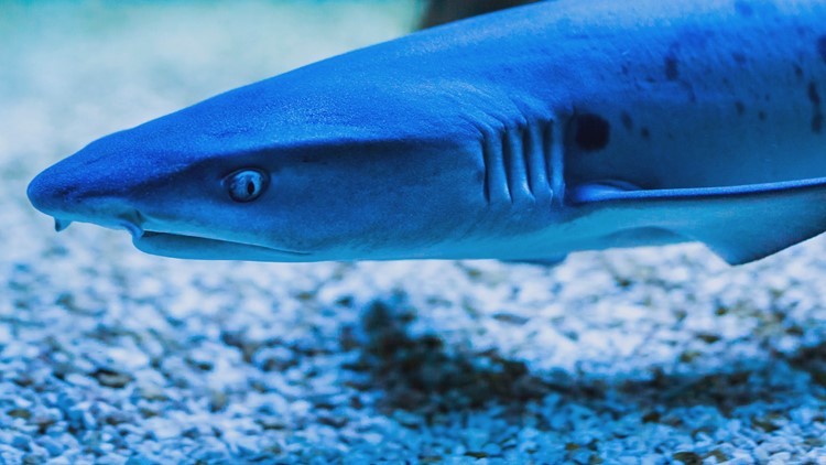 Shark Week