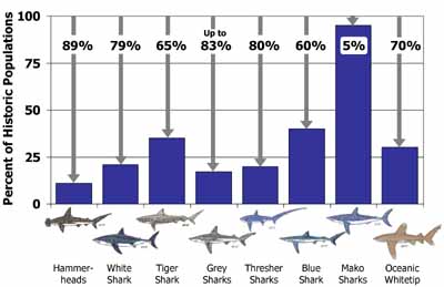 Great White Shark Population Recovery: Latest 2026 Research and Conservation Wins