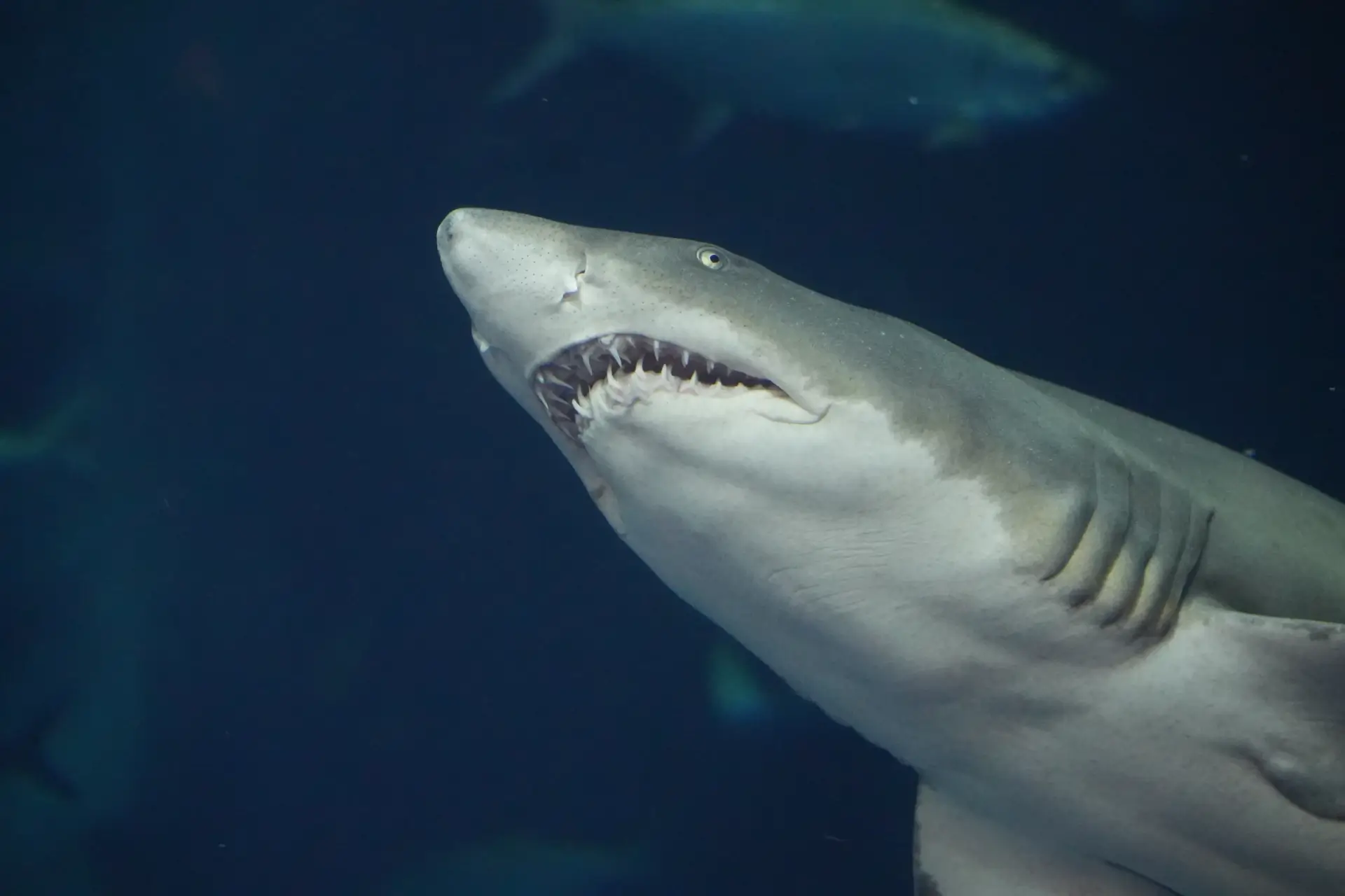 Shark Week