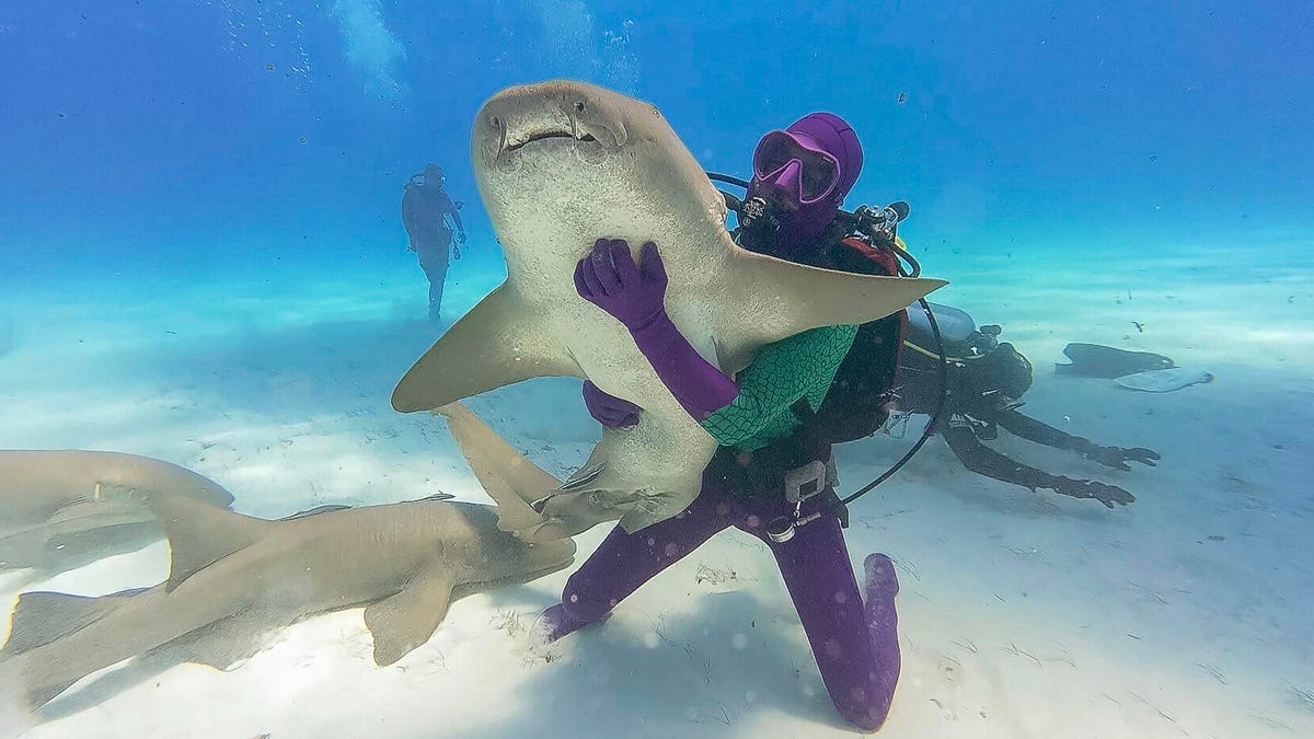 Shark Week 2026: Schedule, Highlights, and Viewing Guide