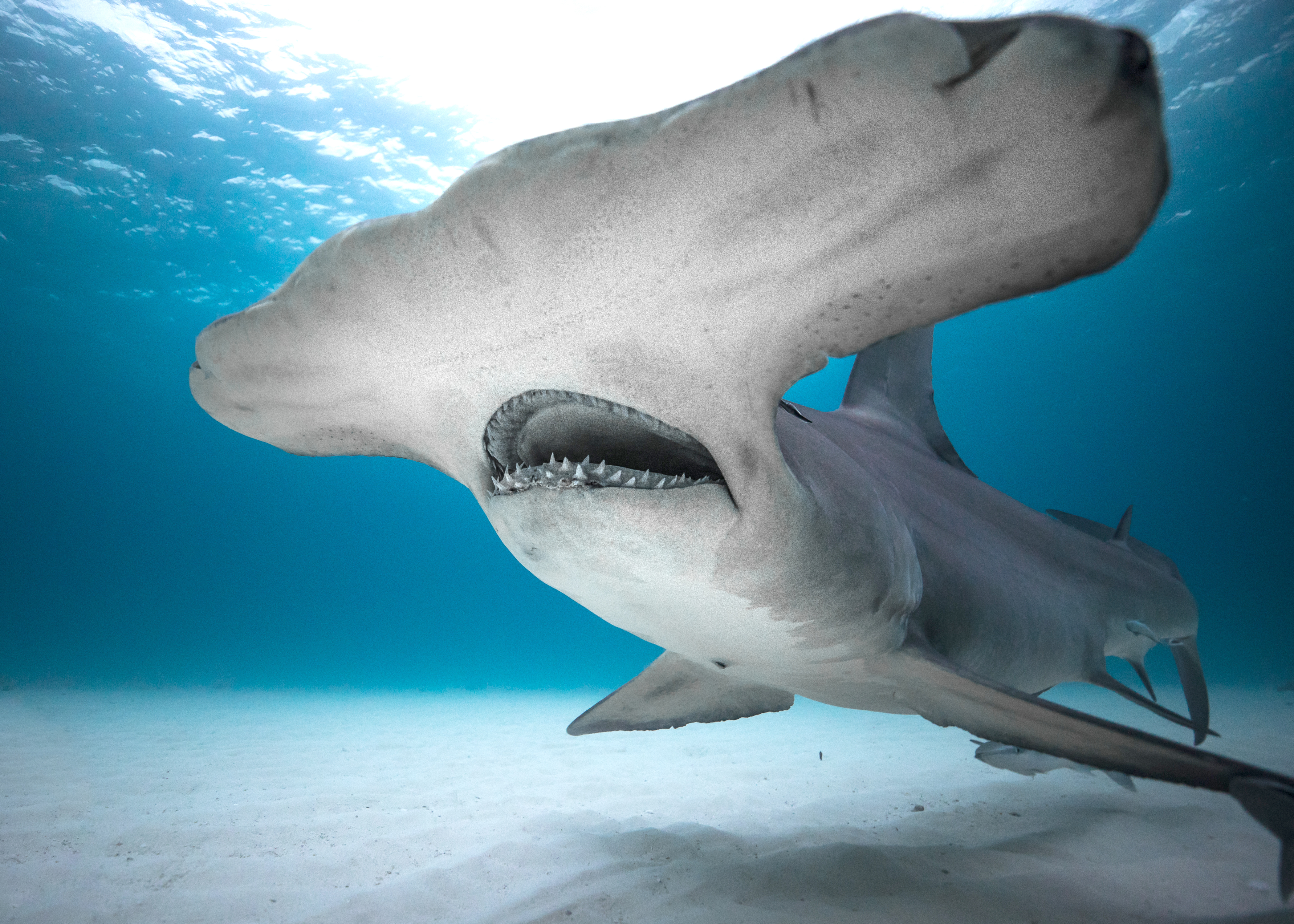Shark Week