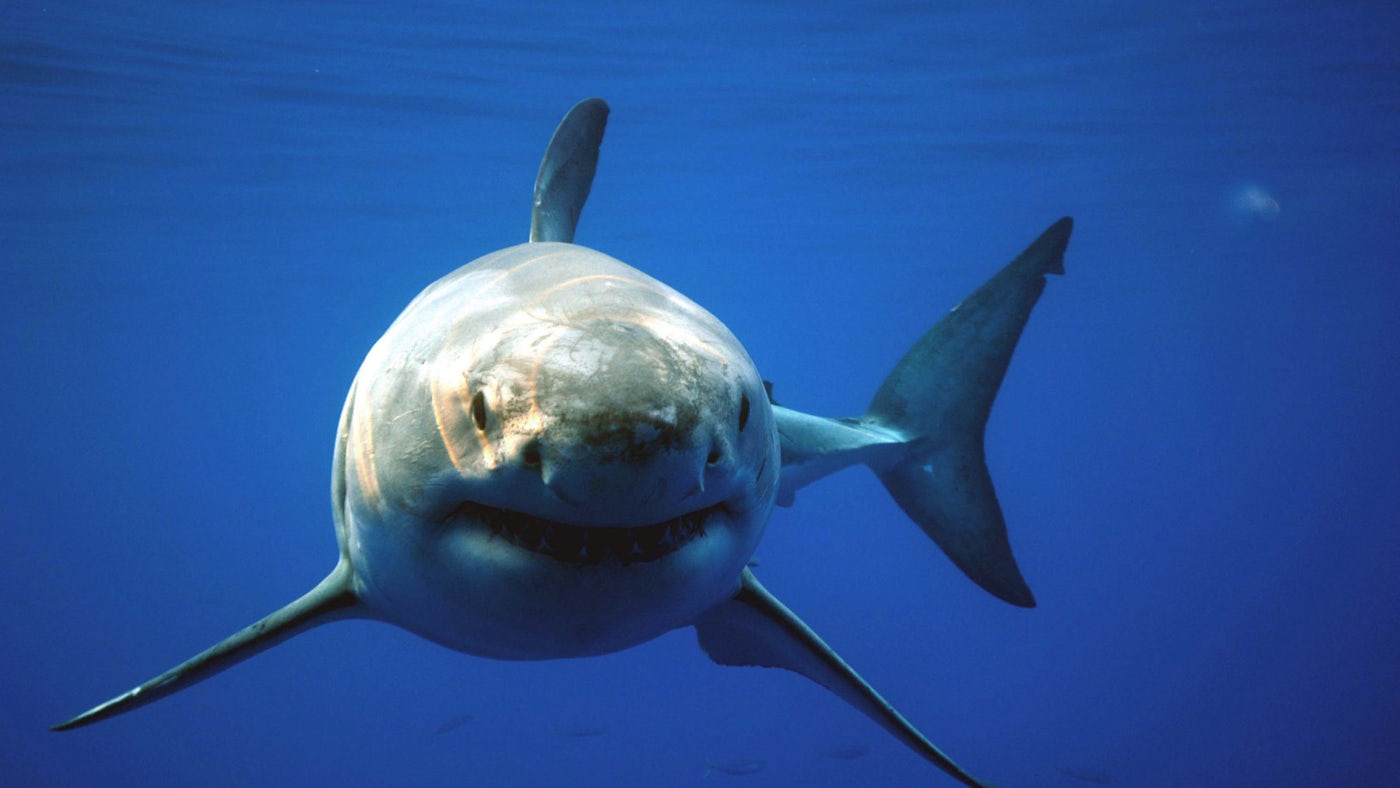 Discovery's Jawsome PRE-SHARK WEEK MARATHON Gets Up-Close-And-Personal to  Underwater Predators, July 10 - Bell Media
