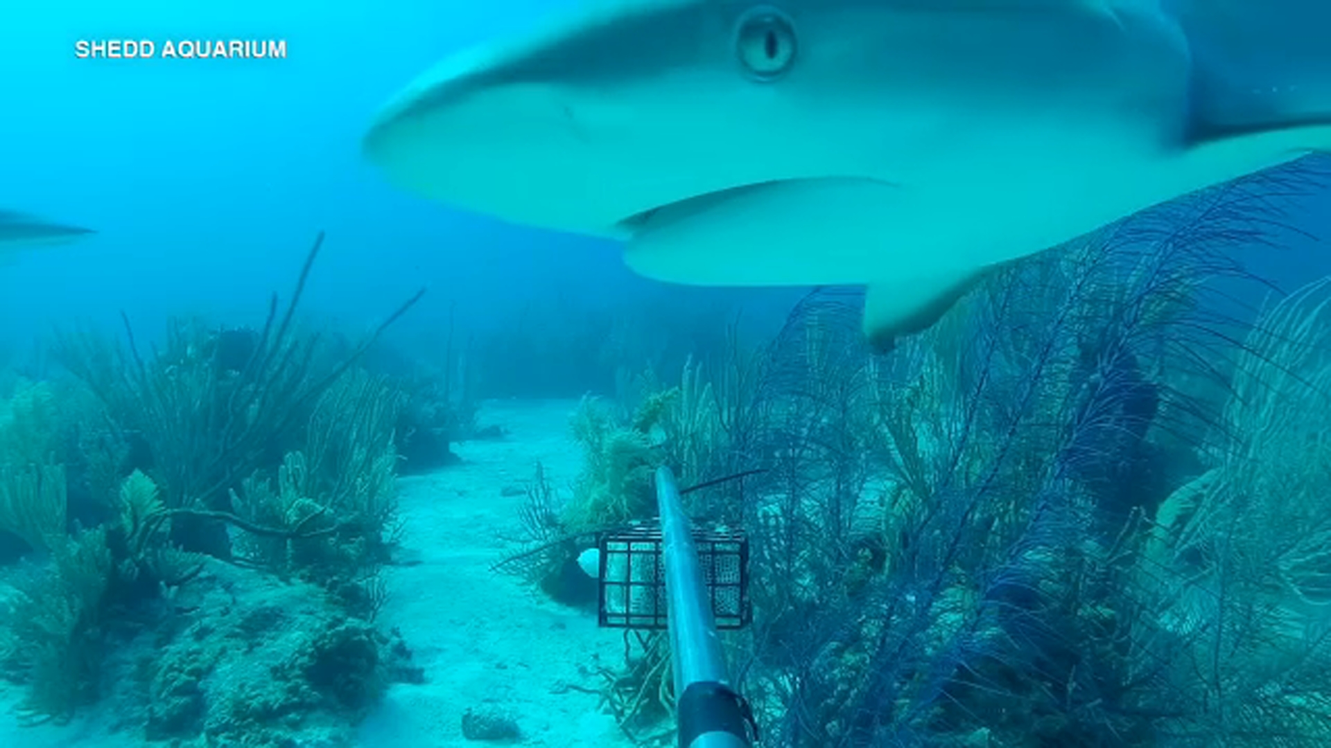 Shark Week 2020: Shedd Aquarium Chicago offers virtual dive for up close  look at apex predator - ABC7 Chicago
