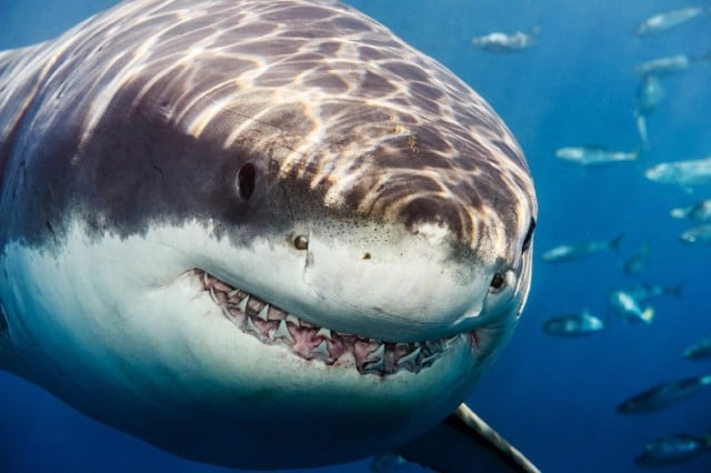 Happy Shark Week! Here's The Most Terrifying Photograph of a Great White  We've Ever Seen | PetaPixel