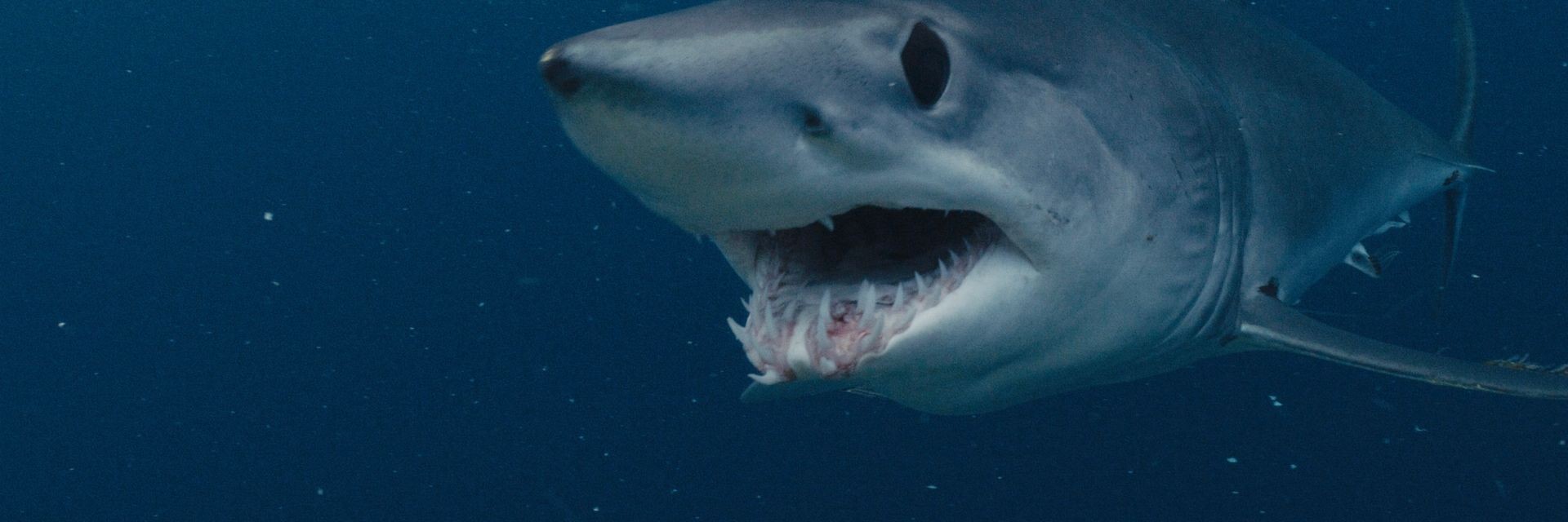Shark Week