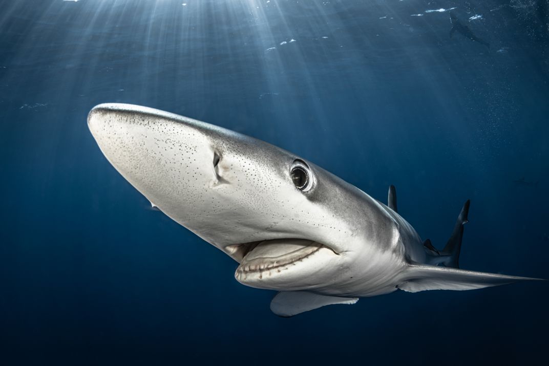 Shark Week