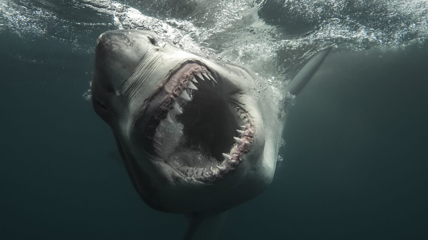 Shark Week Schedule, Highlights, and Exclusive Content