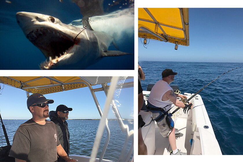 Shark Week