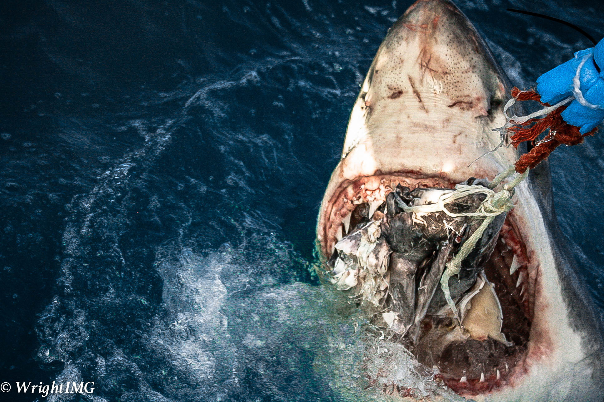 Shark Week