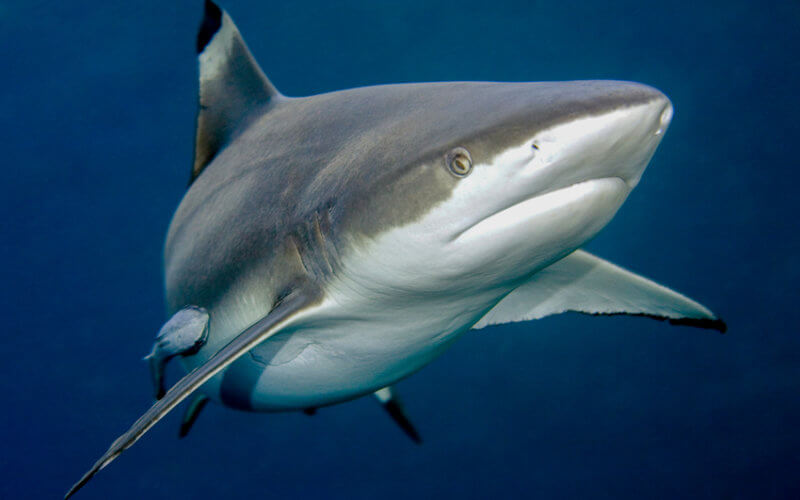 Shark Week 2026: Dates, Schedule, and How to Watch