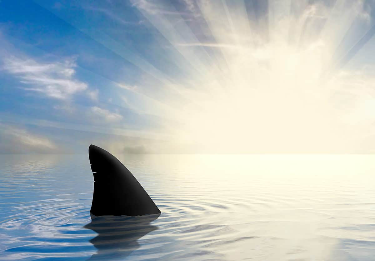 Shark Week