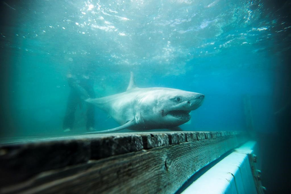 Great White Shark Breakthrough: New 2026 Research Reveals Shocking Migration Patterns Featured in Shark Week