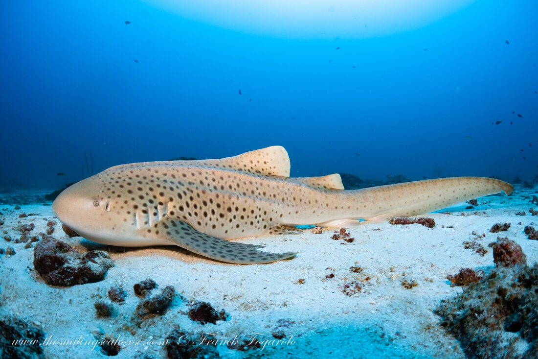 Zebra Shark Breakthrough: Scientists Discover Revolutionary Breeding Patterns in 2026 Study