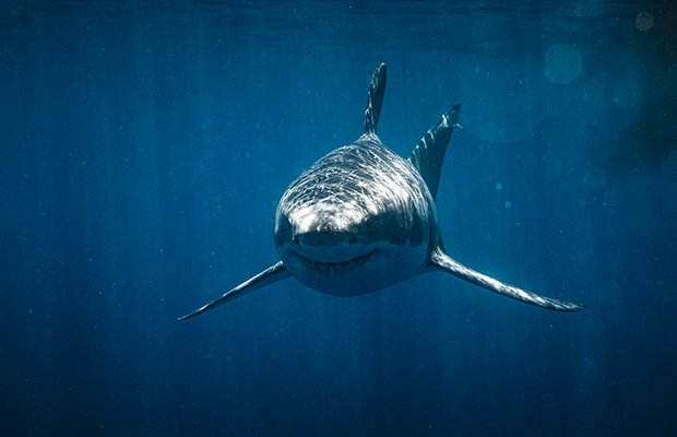 Shark Week