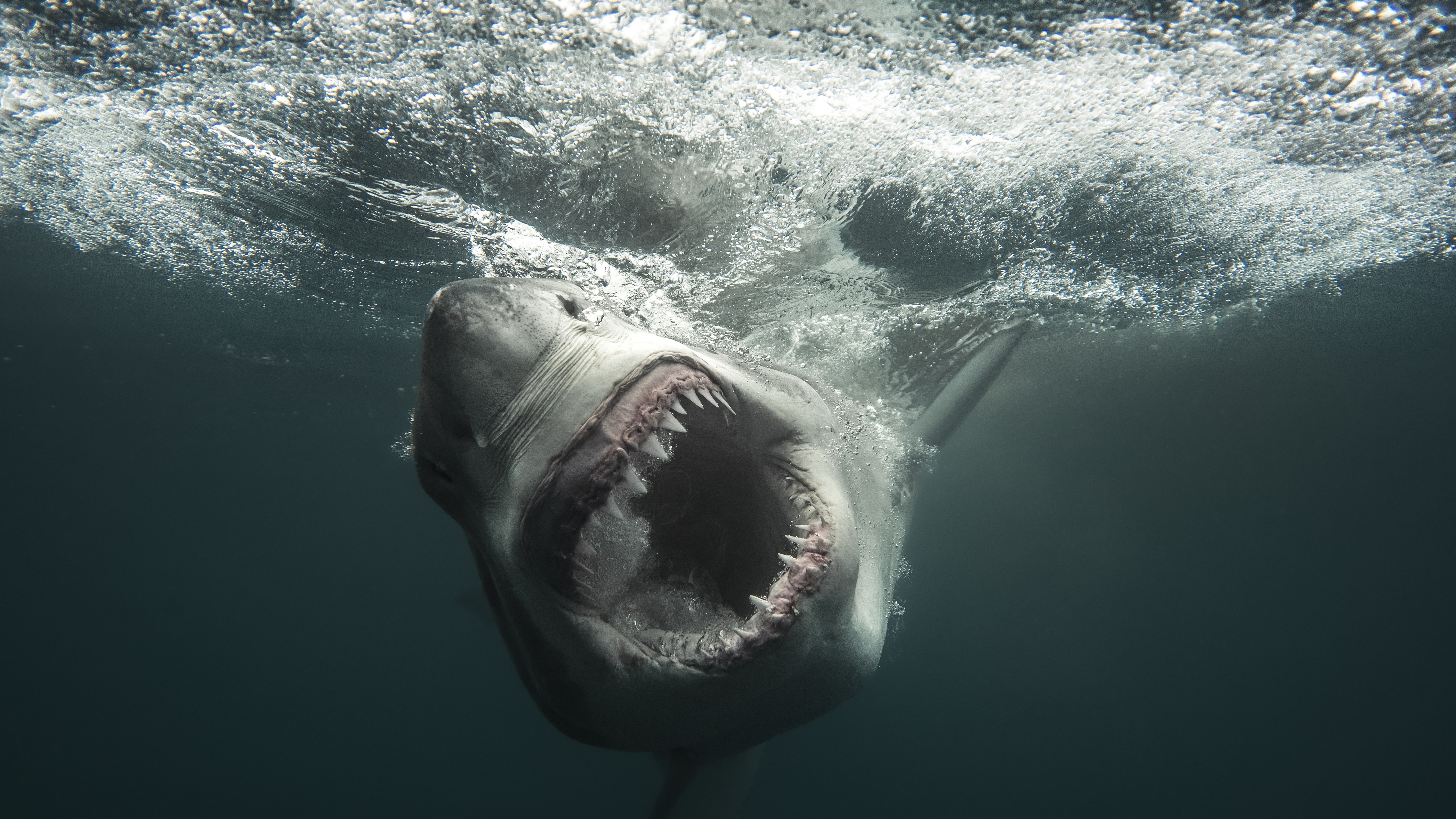 Shark Week