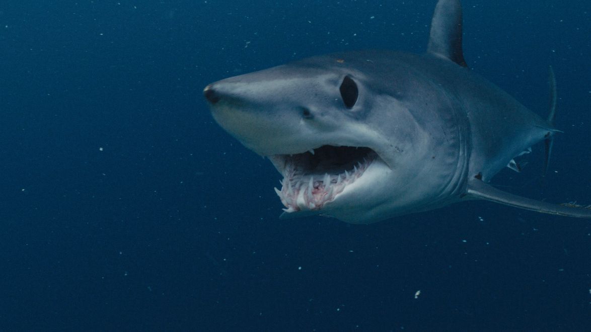 Shark Week