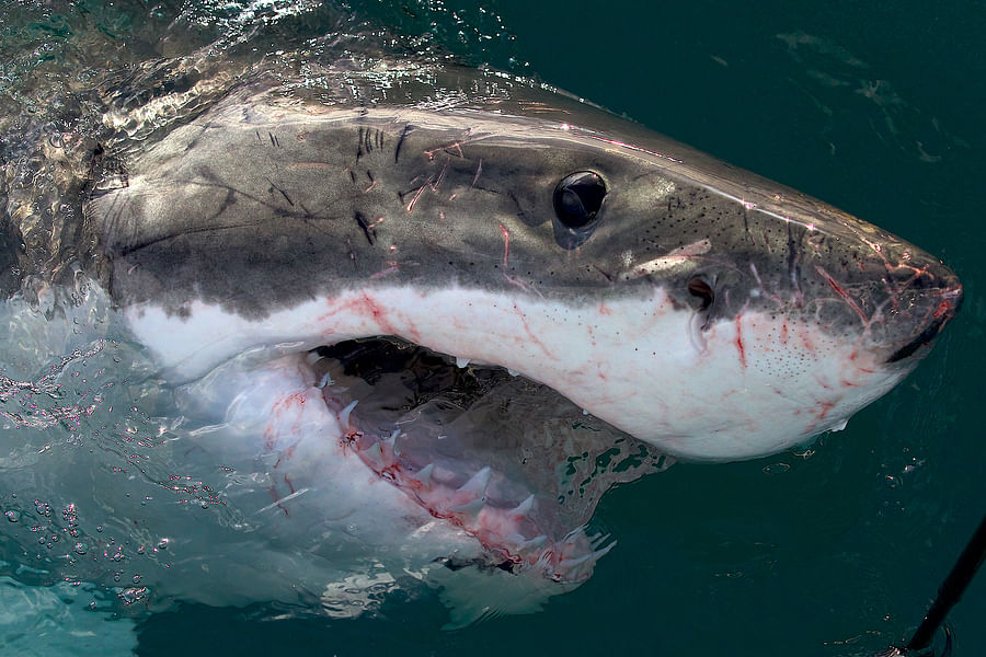 \'Jaws Awakens: Phred vs Slash\' Shark Week episode