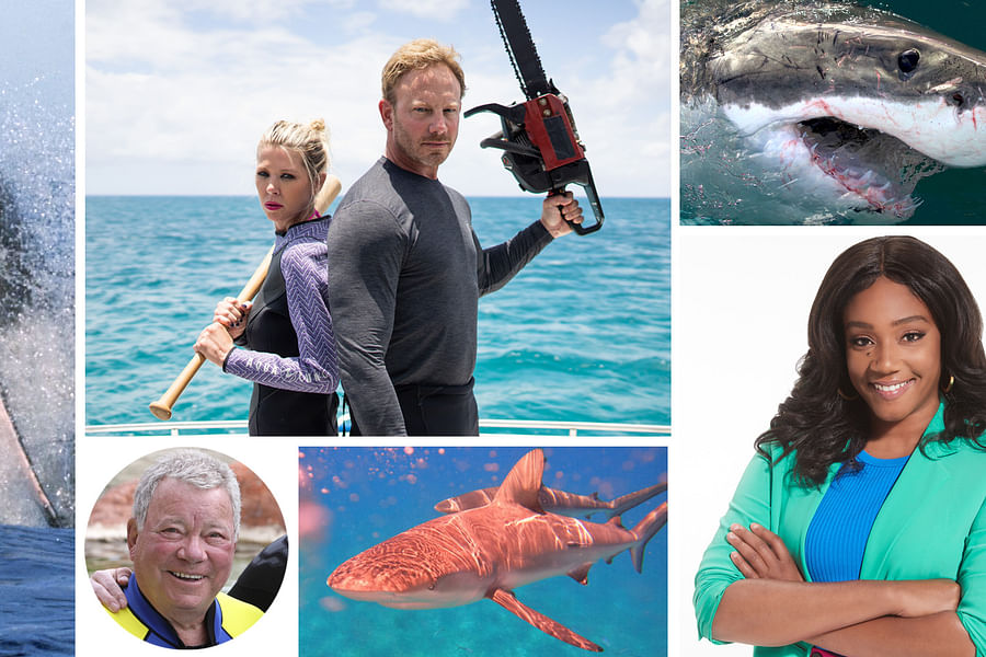 \'Sharkadelic Summer 2\' Shark Week episode