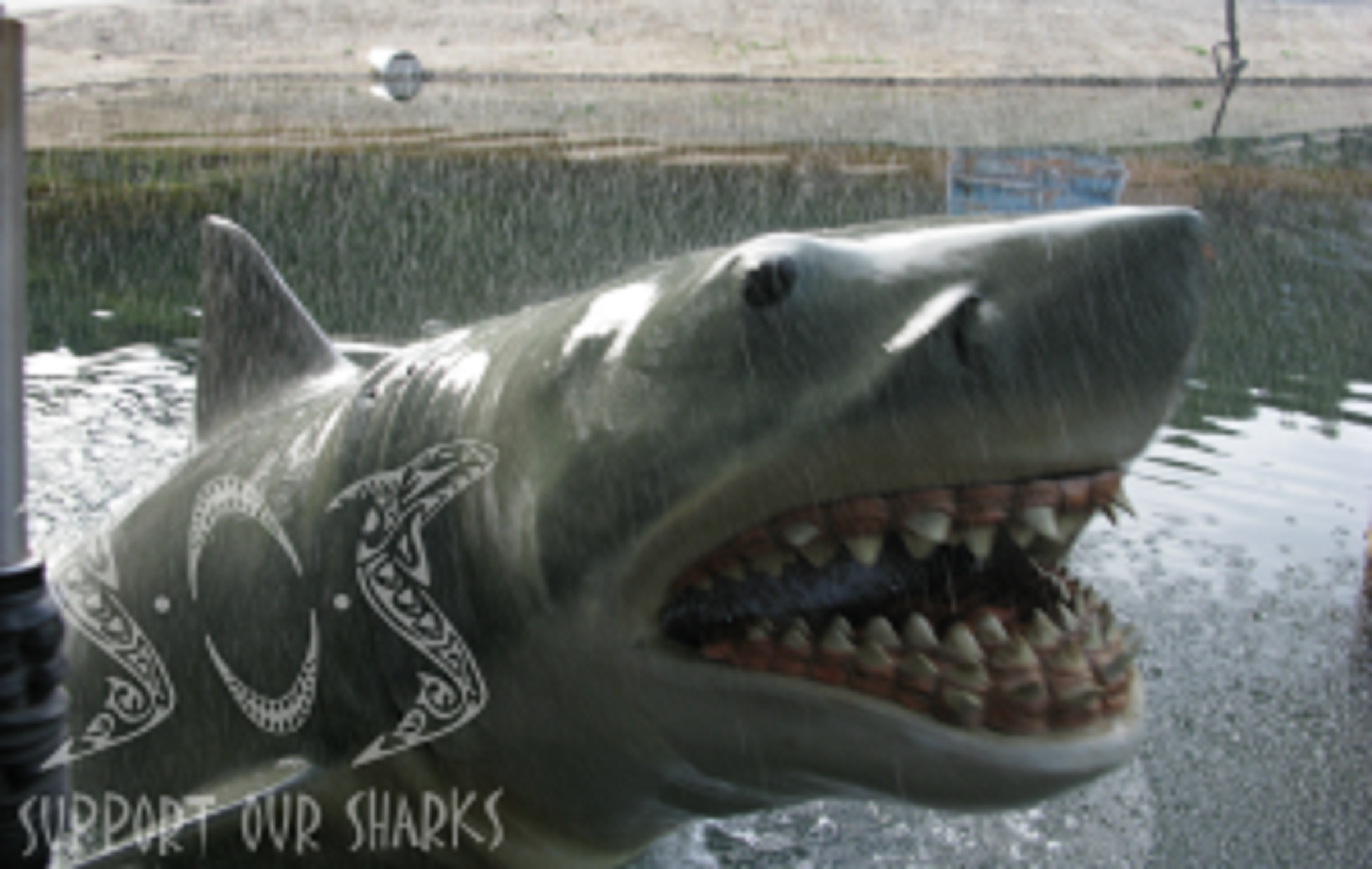 Cookiecutter Shark jaw