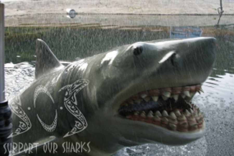 Cookiecutter Shark jaw