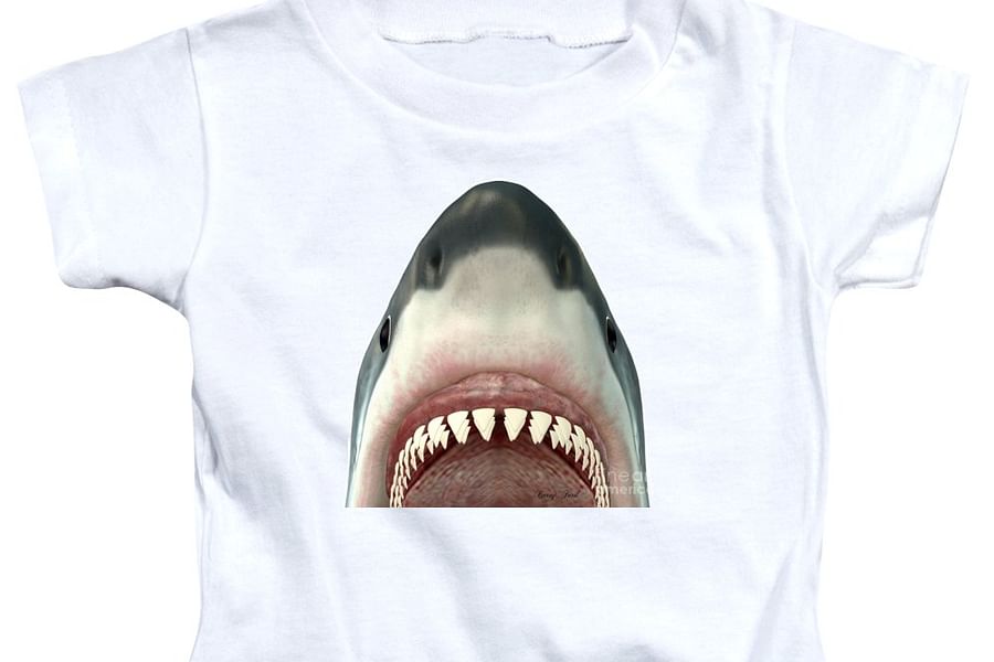 Great White Shark jaw