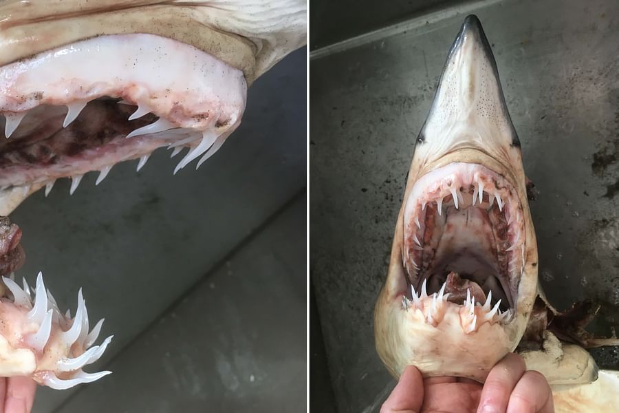 Mako Shark jaw