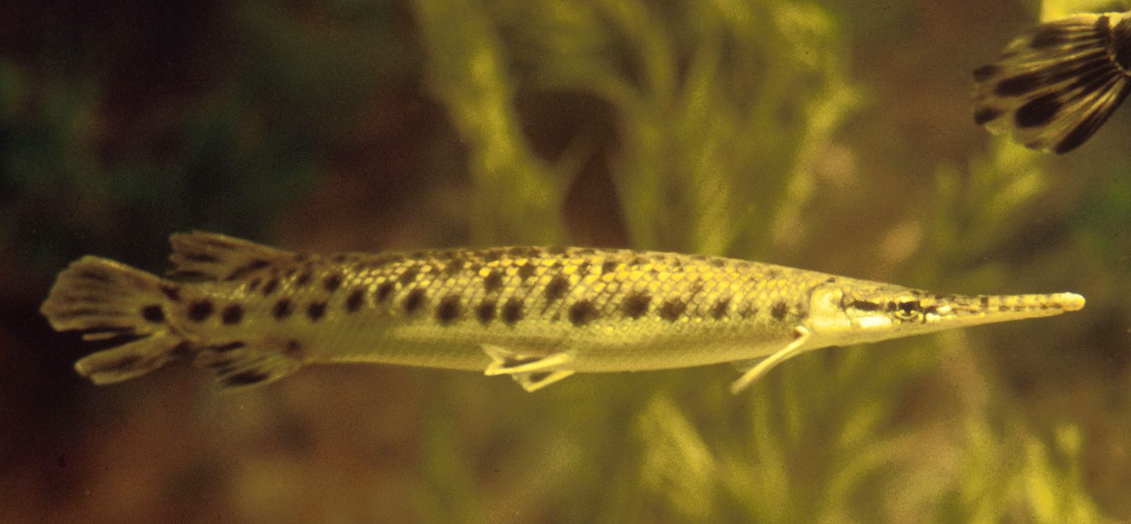 ossification in bony fish