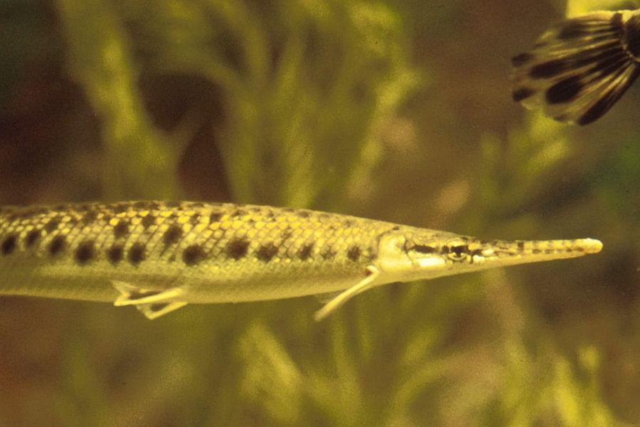 ossification in bony fish