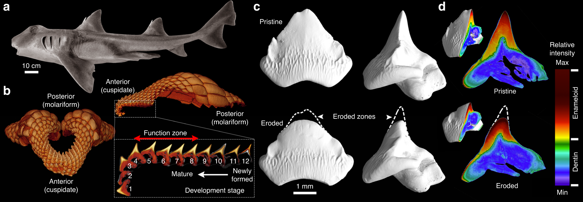 shark cartilaginous skeleton