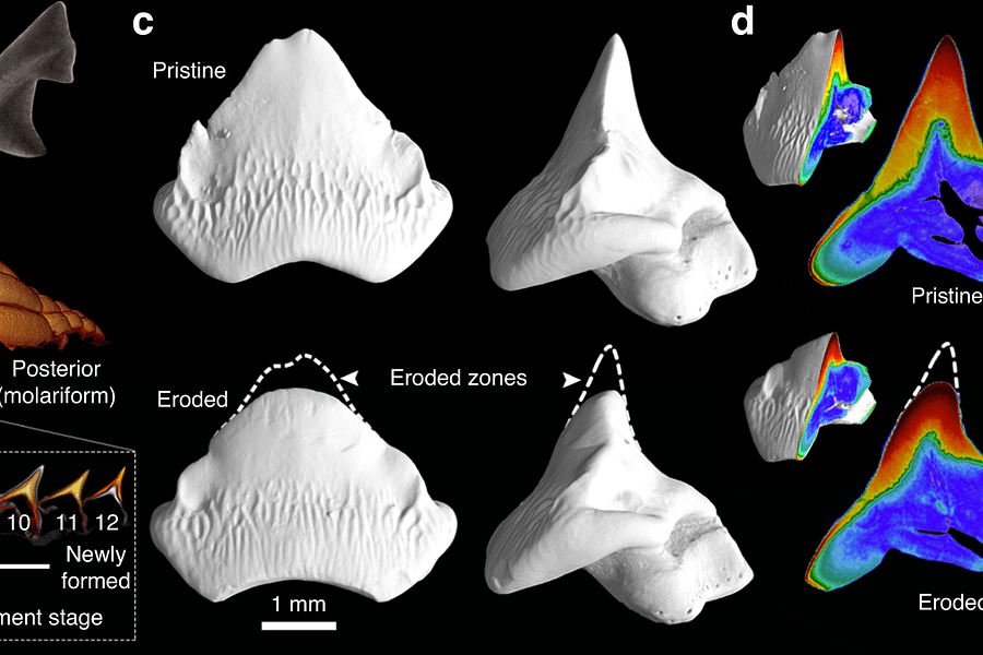 shark cartilaginous skeleton