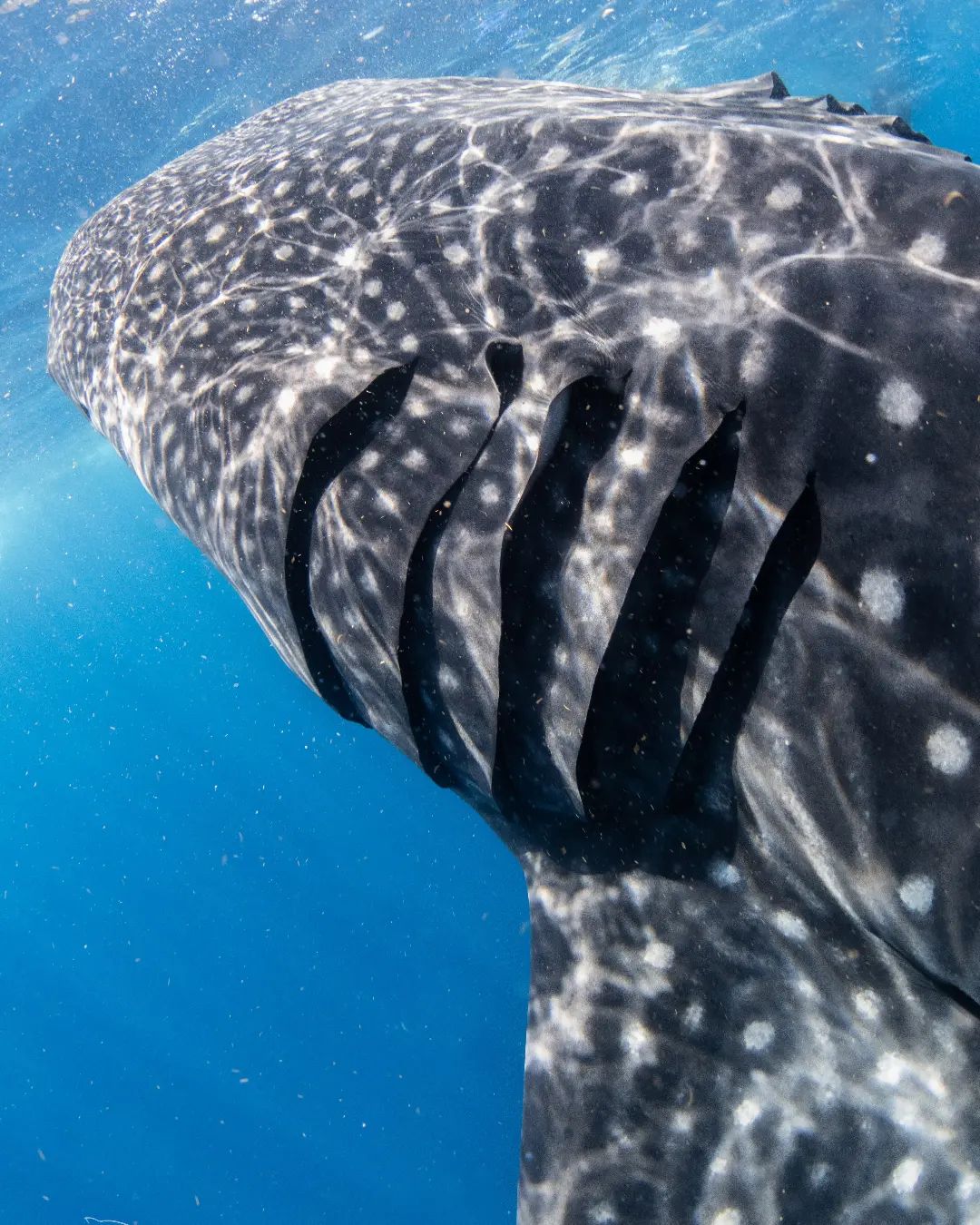 Whale Shark mouth