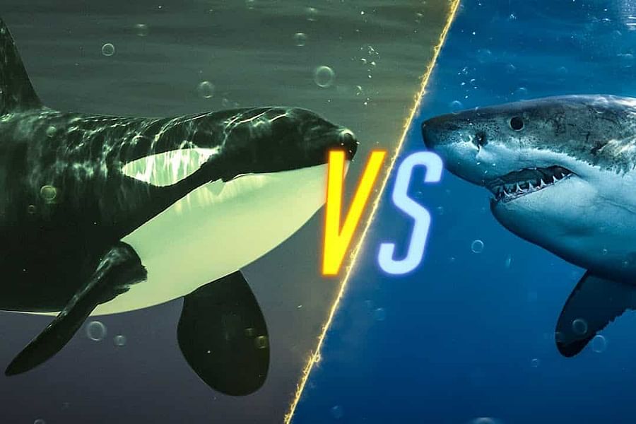 great white shark photo identification