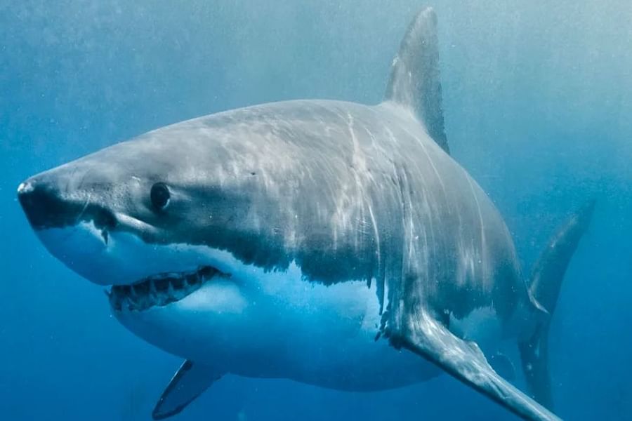 shark conservation education