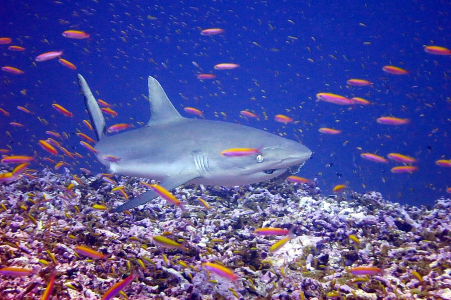 shark tagging citizen science