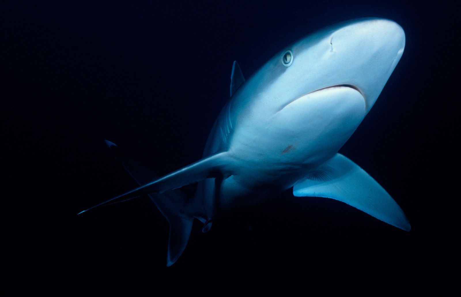 shark tissue sample collection