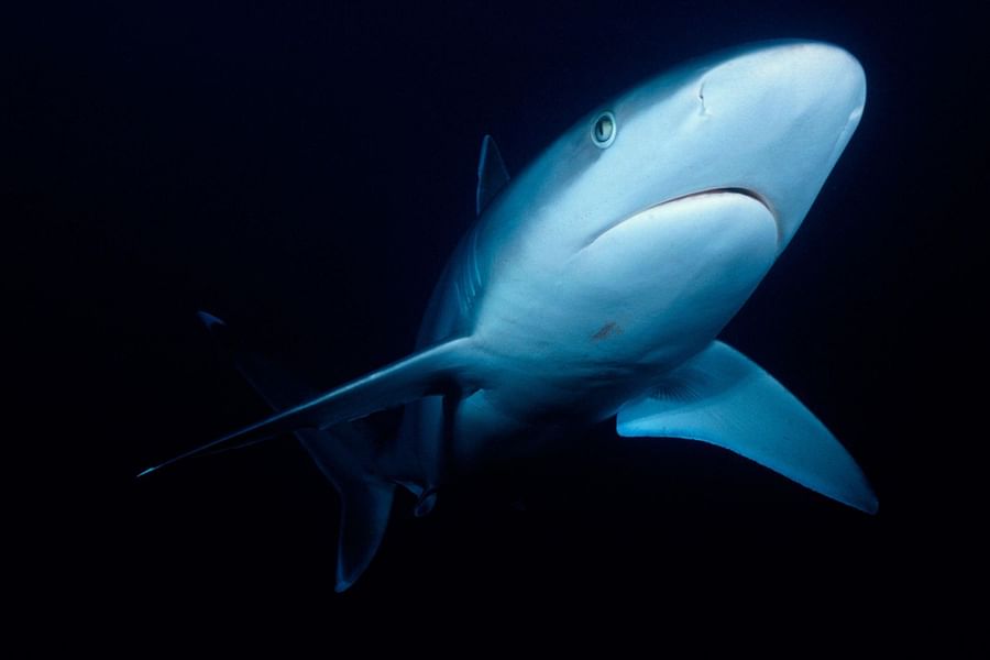 shark tissue sample collection