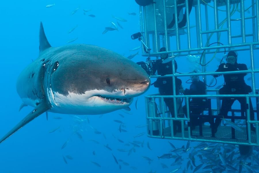Great White Shark Cage Diving