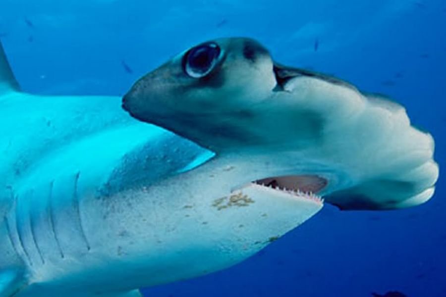 Shark Conservation Activities