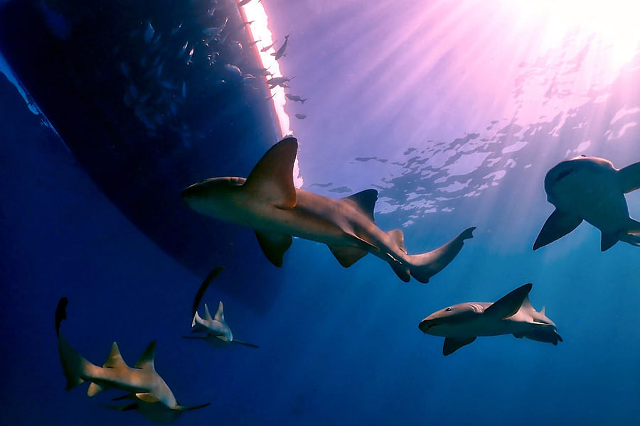 Shark Feeding Frenzy Tour