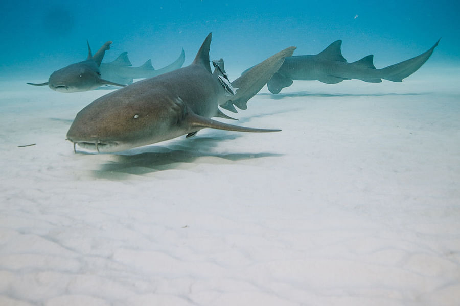 Snorkeling with Reef Sharks