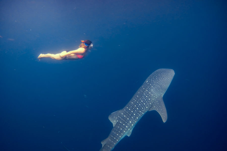 Swimming with Whale Sharks
