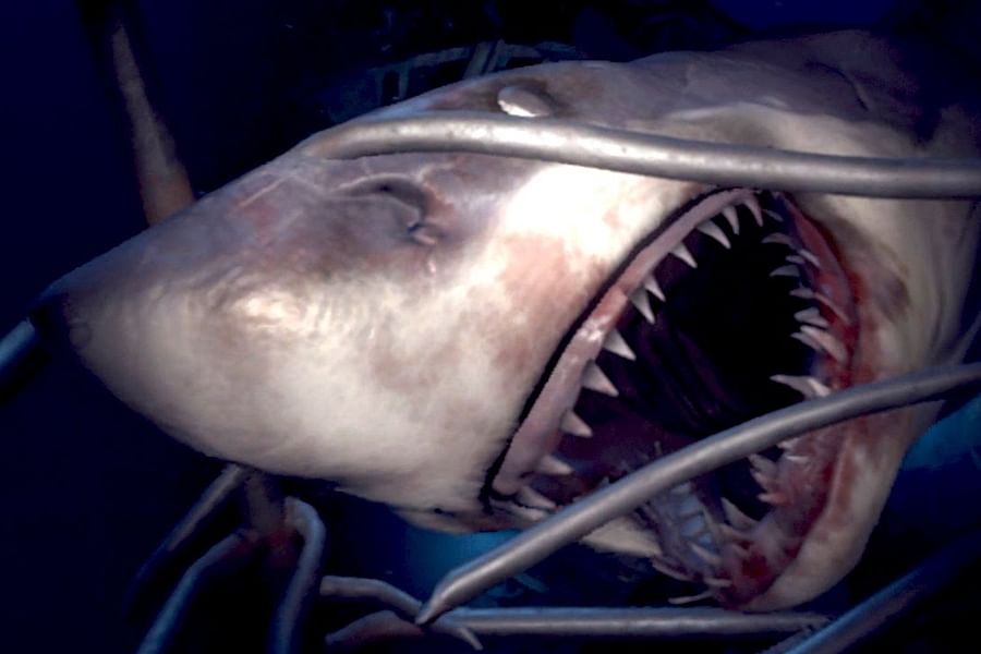 Virtual Reality Shark Dive