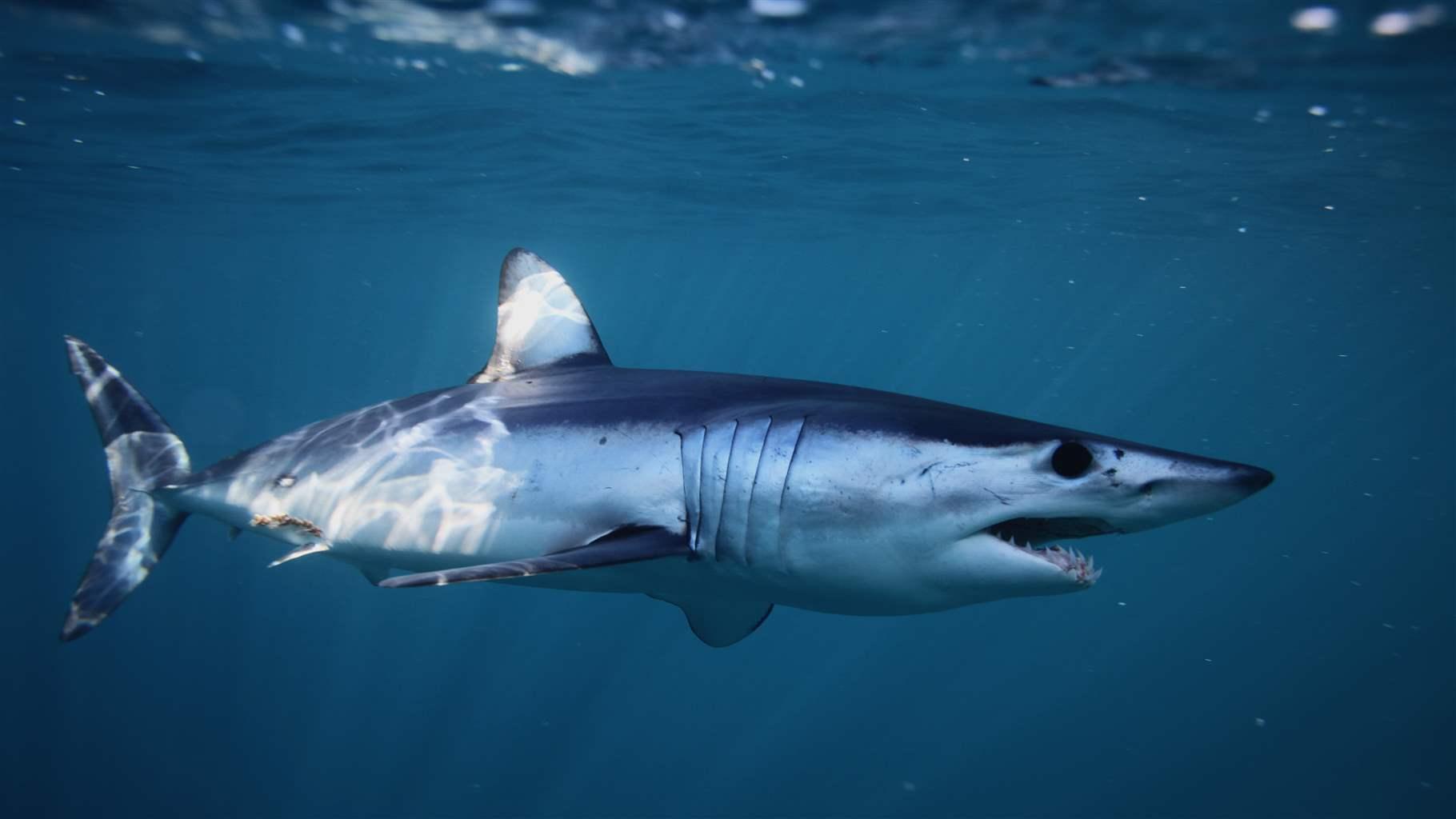 Marine Conservation Society shark