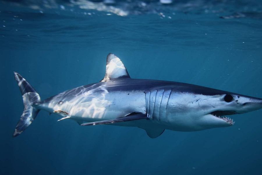 Marine Conservation Society shark