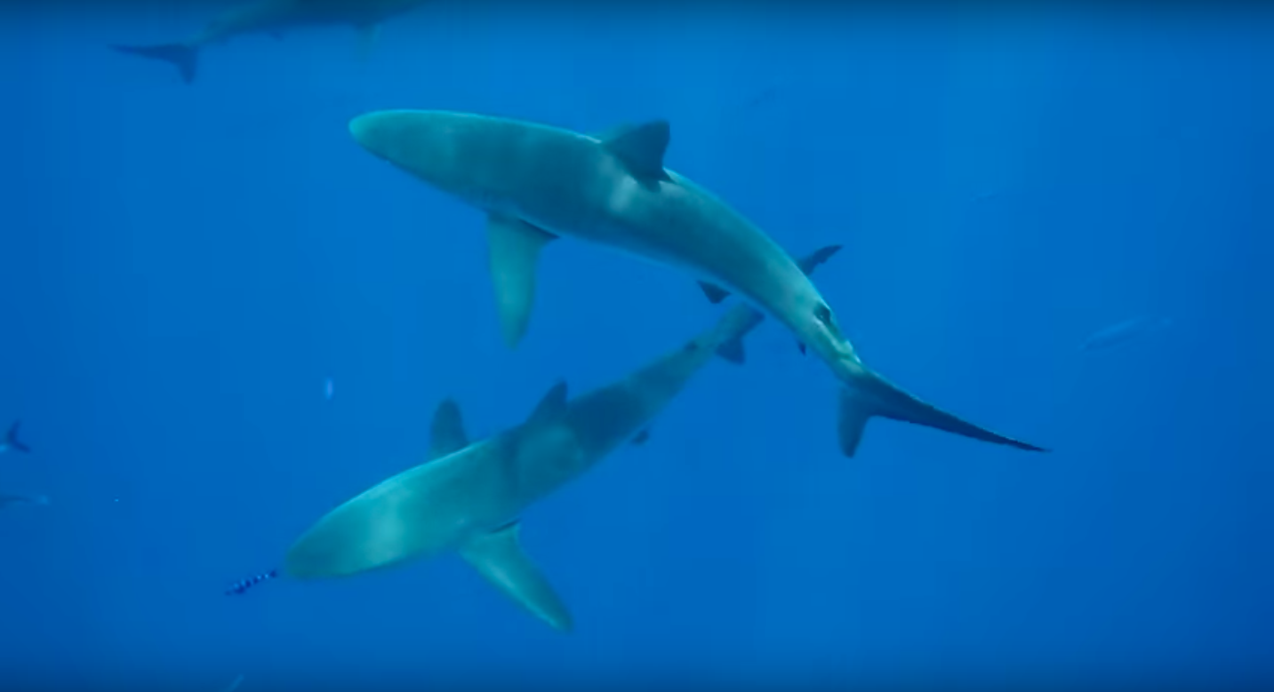 Pew Charitable Trusts sharks