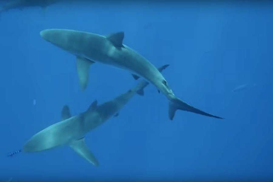 Pew Charitable Trusts sharks