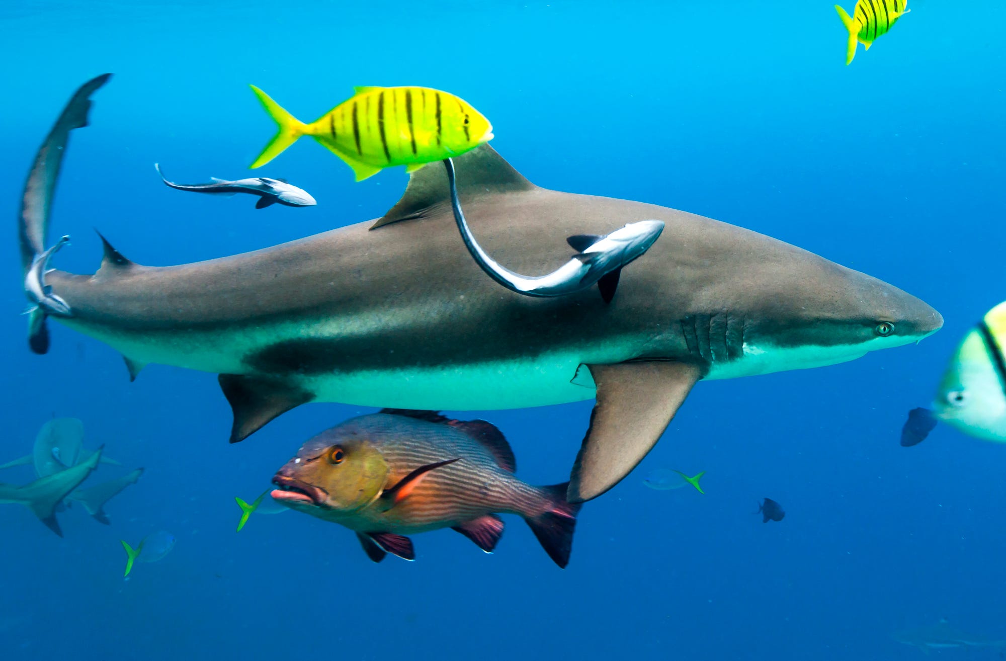 Project AWARE shark conservation