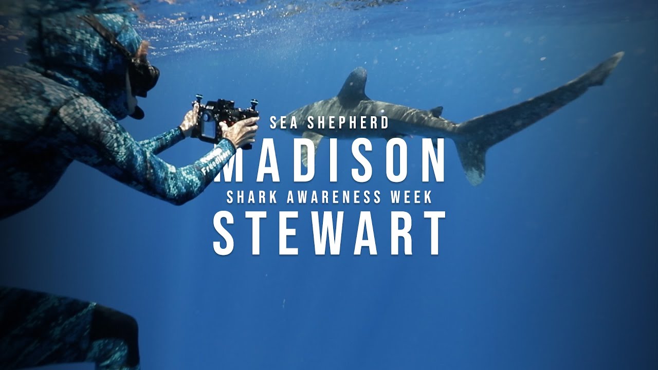 Sea Shepherd shark protection