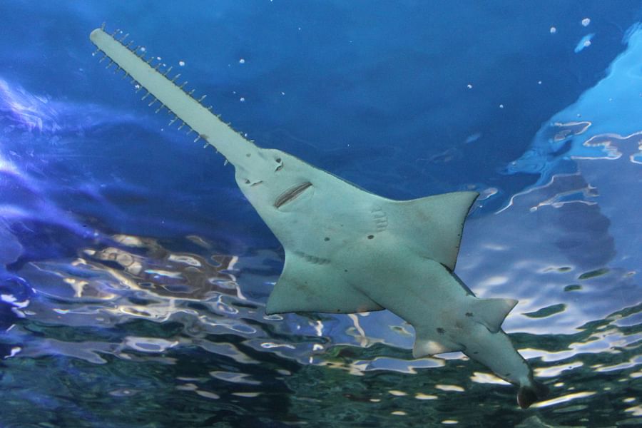 Shark Advocates International logo